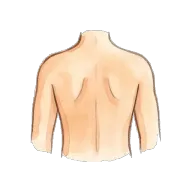back (body part)