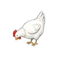 chicken (animal)