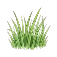 grass