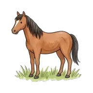 horse