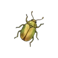 insect