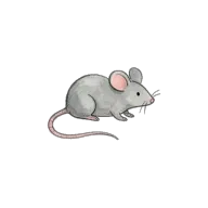 mouse