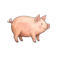 pig