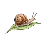 slow